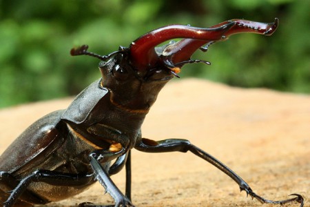 lucanus cervus